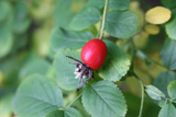 Rosa albertii