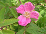 Rosa amblyotis