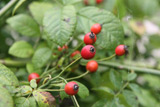 Rosa arvensis