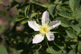 Rosa balcanica