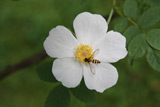 Rosa beggeriana