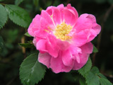 Rosa californica Plena