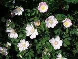 Rosa canina