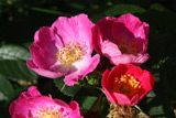 Rosa canina Kiese