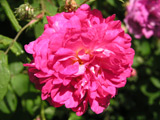 Rosa centifolia