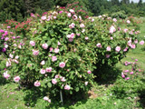 Rosa centifolia muscosa