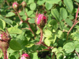 Rosa centifolia muscosa