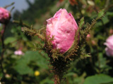 Rosa centifolia muscosa