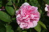 Rosa centifolia muscosa