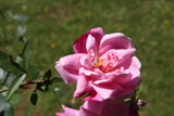 Rosa chinensis