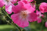 Rosa chinensis semperflorens