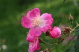 Rosa chinensis semperflorens