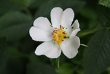 Rosa coriifolia Froebelii