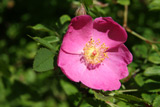 Rosa davidii