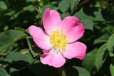 Rosa dumalis