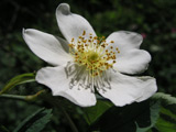 Rosa dumetorum