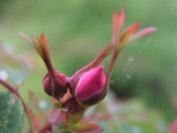 Rosa elegantula var. persetosa