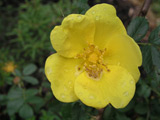 Rosa foetida