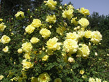 Rosa foetida plena