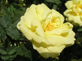 Rosa foetida plena