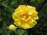 Rosa foetida plena