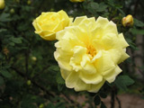 Rosa foetida plena