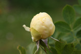 Rosa foetida plena