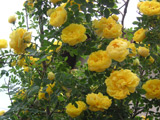 Rosa foetida plena