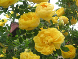 Rosa foetida plena