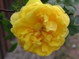 Rosa foetida plena