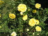 Rosa foetida plena