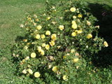 Rosa foetida plena