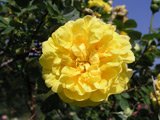 Rosa foetida plena