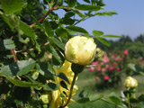 Rosa foetida plena