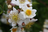 Rosa fujisanensis