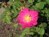 Rosa gallica