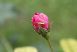 Rosa gallica f. officinalis