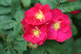 Rosa gallica f. officinalis