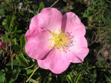 Rosa gallica var.magnifica