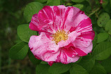 Rosa gallica Versicolor