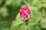 Rosa gallica Versicolor