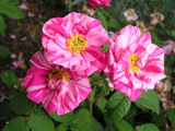 Rosa gallica Versicolor