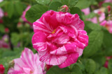 Rosa gallica Versicolor