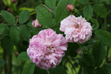 Rosa gallica Versicolor