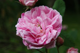 Rosa gallica Versicolor