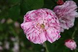 Rosa gallica Versicolor