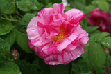 Rosa gallica Versicolor