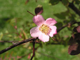 Rosa giraldii