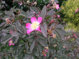 Rosa glauca