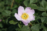 Rosa glutinosa